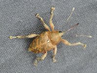 Curculio glandium, Eichelbohrer