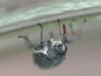 Curculio pyrrhoceras