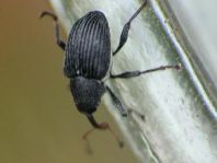 Curculio pyrrhoceras