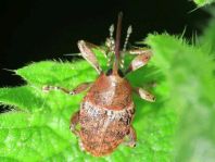 Curculio nucum, Haselnussbohrer