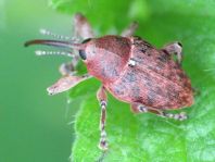 Curculio nucum, Haselnussbohrer