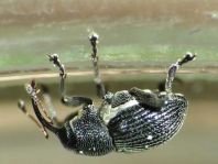 Curculio pyrrhoceras