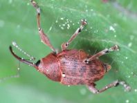Curculio nucum, Haselnussbohrer