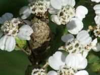 Curculio elephas