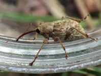 Curculio elephas