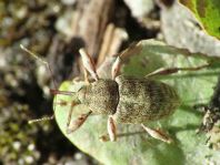 CCurculio elephas