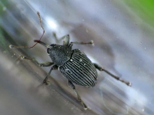 Curculio pyrrhoceras