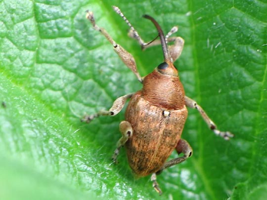 Curculio glandium, Eichelbohrer
