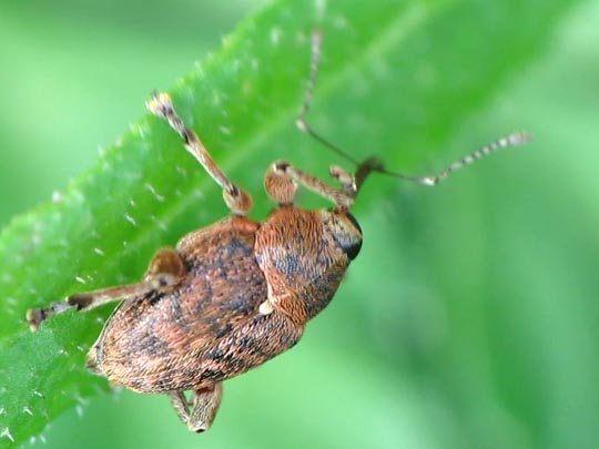 Curculio glandium, Eichelbohrer