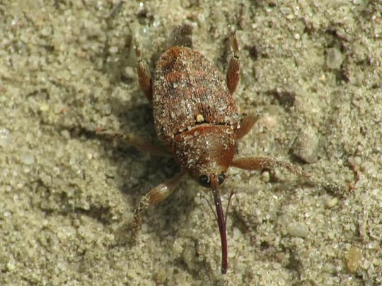 Curculio glandium, Eichelbohrer