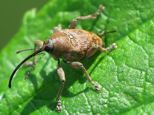 Curculio glandium, Eichelbohrer