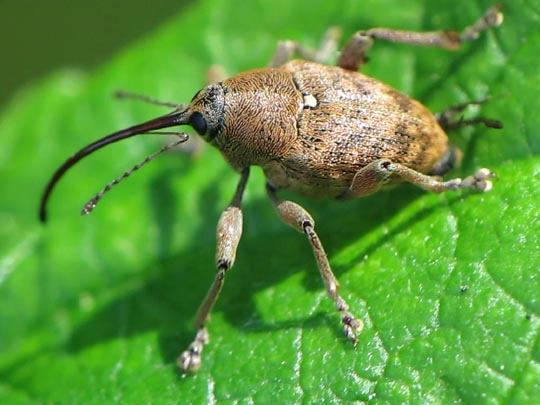 Curculio glandium, Eichelbohrer
