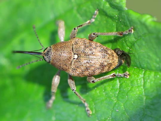 Curculio glandium, Eichelbohrer