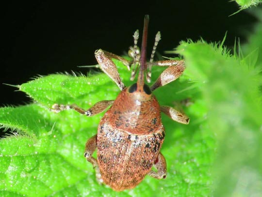 Curculio nucum, Haselnussbohrer