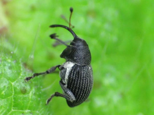 Curculio pyrrhoceras