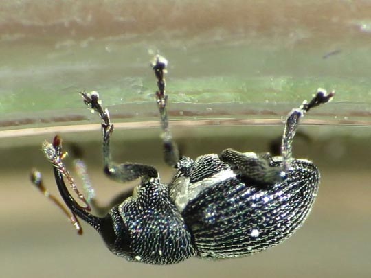 Curculio pyrrhoceras