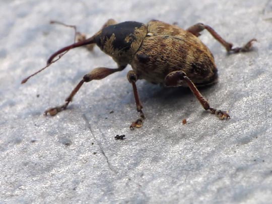 Curculio venosus