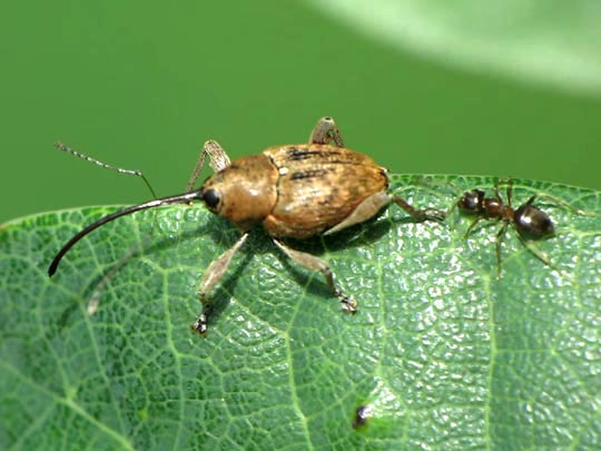 Curculio glandium, Eichelbohrer