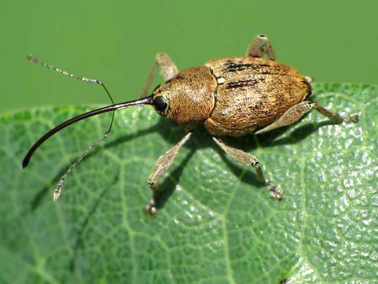 Curculio glandium, Eichelbohrer