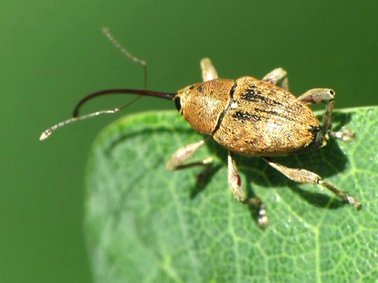 Curculio glandium, Eichelbohrer