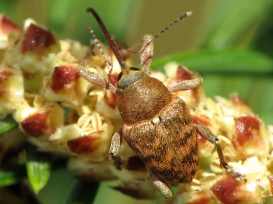 Curculio glandium, Eichelbohrer