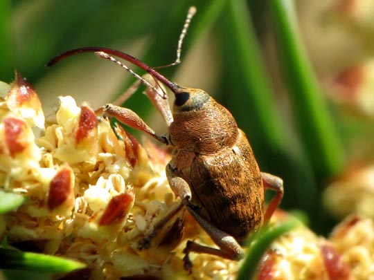 Curculio glandium, Eichelbohrer