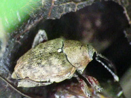 Curculio nucum, Haselnussbohrer