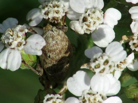 Curculio elephas