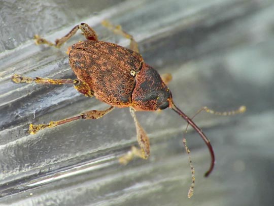 Curculio nucum, Haselnussbohrer