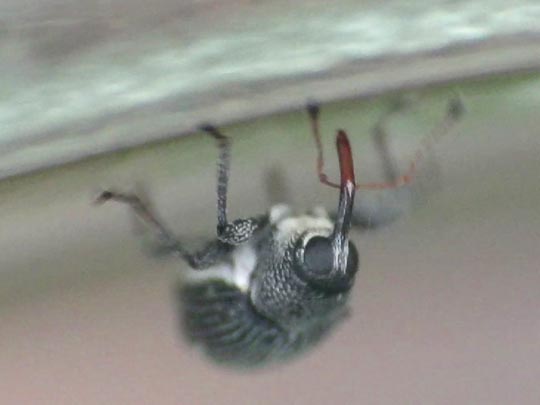 Curculio pyrrhoceras