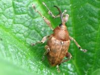 Curculio glandium, Eichelbohrer