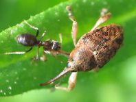 Curculio glandium, Eichelbohrer