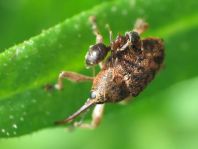 Curculio glandium, Eichelbohrer