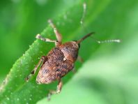 Curculio glandium, Eichelbohrer