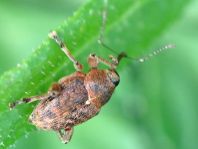 Curculio glandium, Eichelbohrer