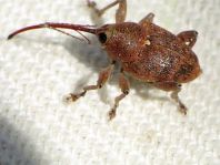Curculio glandium, Eichelbohrer
