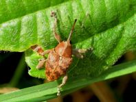 Curculio sp.