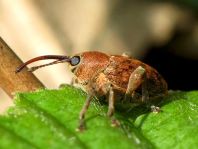 Curculio sp.