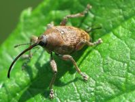 Curculio glandium, Eichelbohrer