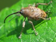 Curculio glandium, Eichelbohrer