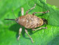 Curculio glandium, Eichelbohrer