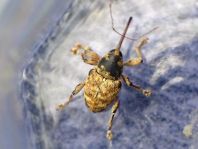 Curculio venosus