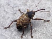 Curculio venosus