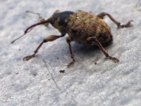 Curculio venosus