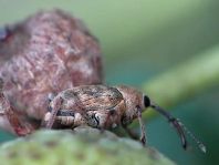 Curculio glandium, Eichelbohrer