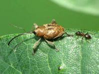 Curculio glandium, Eichelbohrer