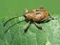 Curculio glandium, Eichelbohrer