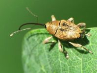 Curculio glandium, Eichelbohrer