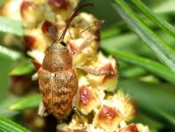 Curculio glandium, Eichelbohrer