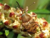 Curculio glandium, Eichelbohrer